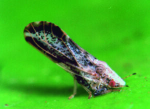 Controle biológico de insetos transmissores de doenças