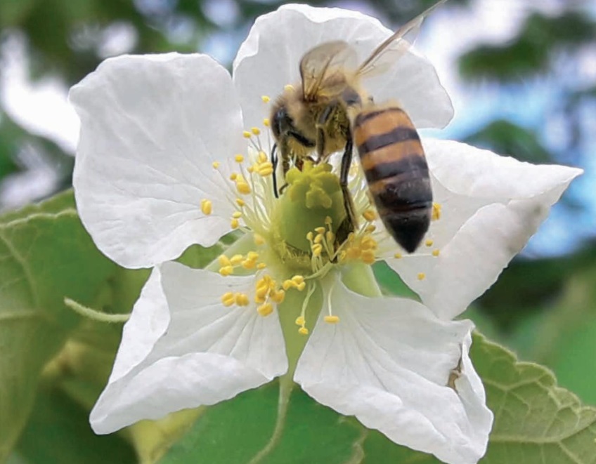 Jardim amigável às abelhas: Calabura (Mutingia Calabura)