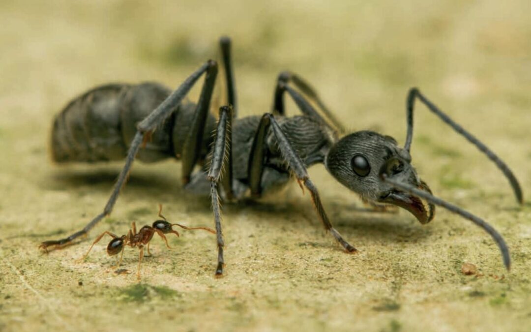 Os mecanismos de imunidade social em formigas predadoras expostas aos fungos entomopatogênicos