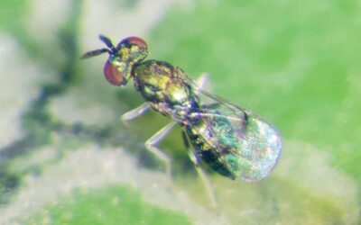 Em busca do resíduo zero: o controle biológico como forte aliado da fruticultura tropical brasileira