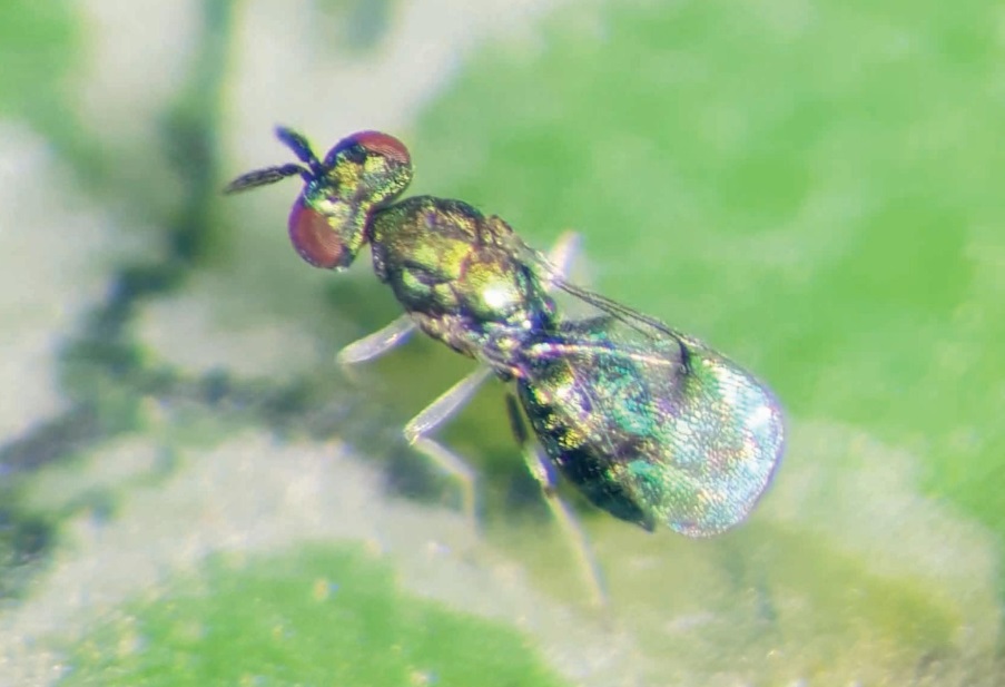 Em busca do resíduo zero: o controle biológico como forte aliado da fruticultura tropical brasileira